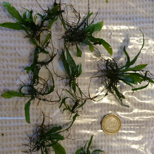 Microsorum / Fougère de Java (plante facile)