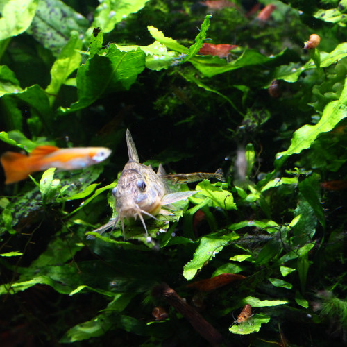 Microsorum / Fougère de Java (plante facile)