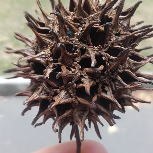 Fruits de liquidambar , de copalme d'Amérique