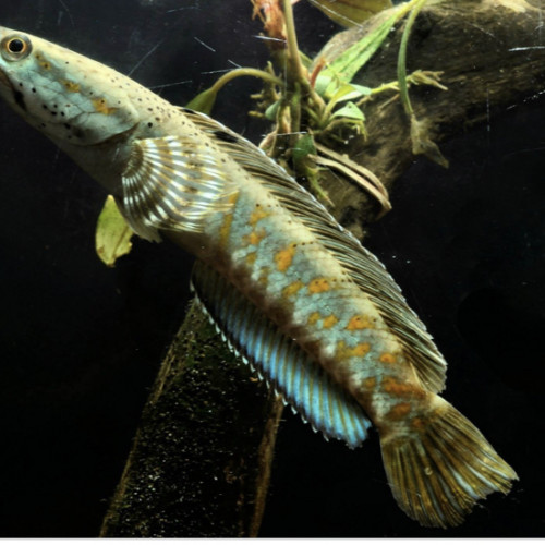 channa pulchra