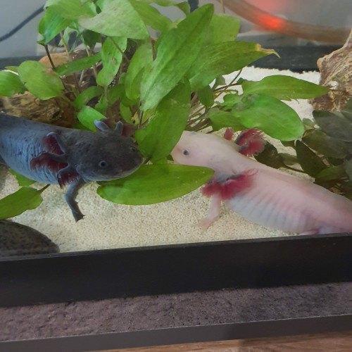 Axolotl leucistiques et sauvages.