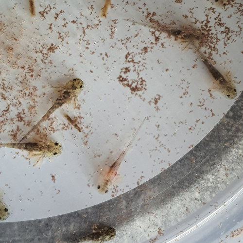 Axolotl leucistiques et sauvages.