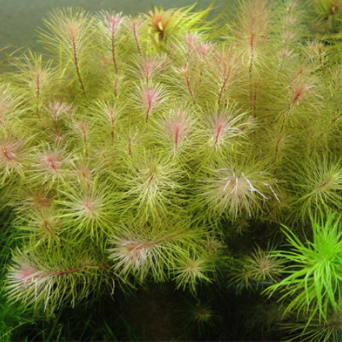 Gros lot de Rotala Wallichii à vendre