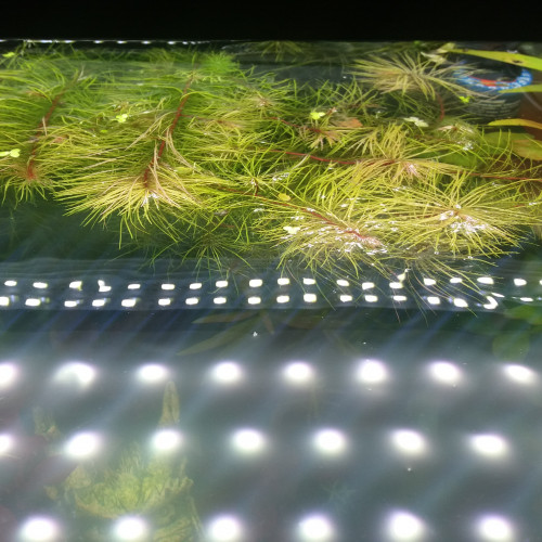 Gros lot de Rotala Wallichii à vendre