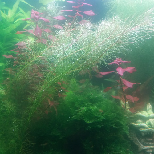Gros lot de Rotala Wallichii à vendre