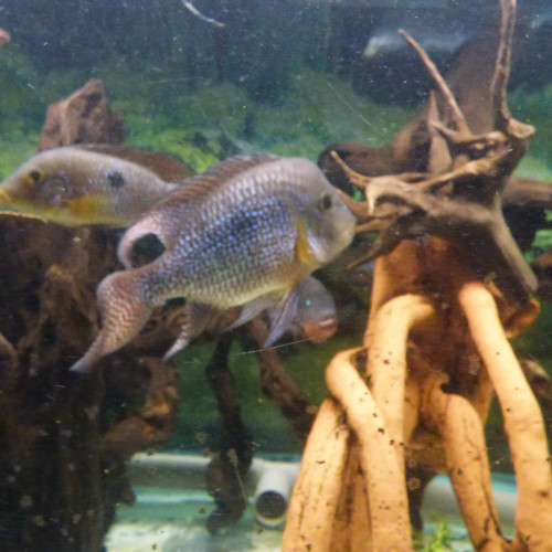 Geophagus iporangensis