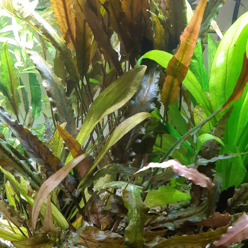 cryptocoryne wendtii