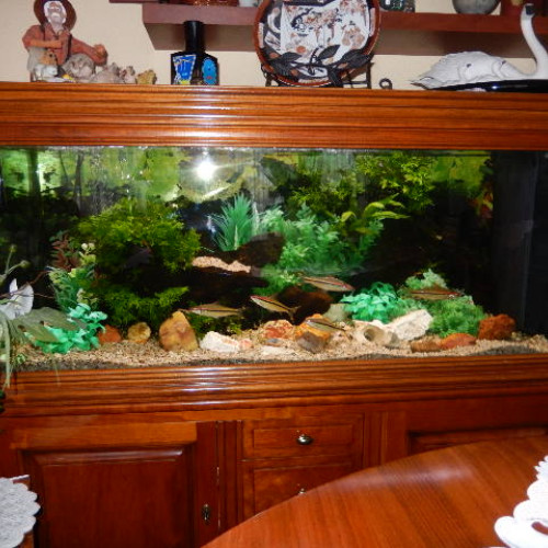 VENTE AQUARIUM COMPLET