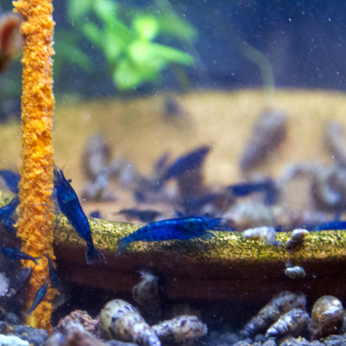 Crevettes Blue Velvet