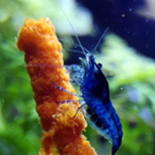 Crevettes Blue Velvet