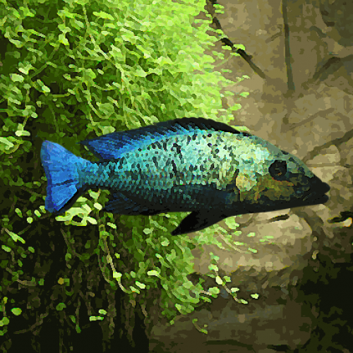 Fossorochromis rostratus (environ 5 cm)