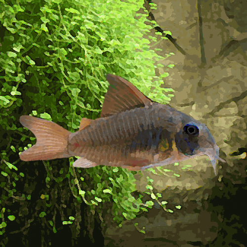 Corydoras concolor