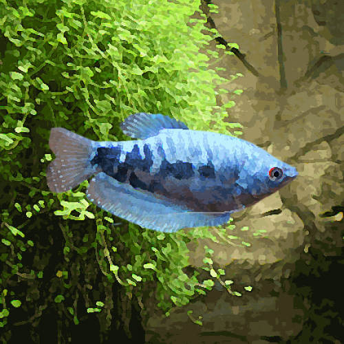 Gourami cosby (environ 8 cm)