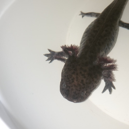 Axolotls 15 à 20 cm
