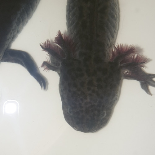 Axolotls 15 à 20 cm