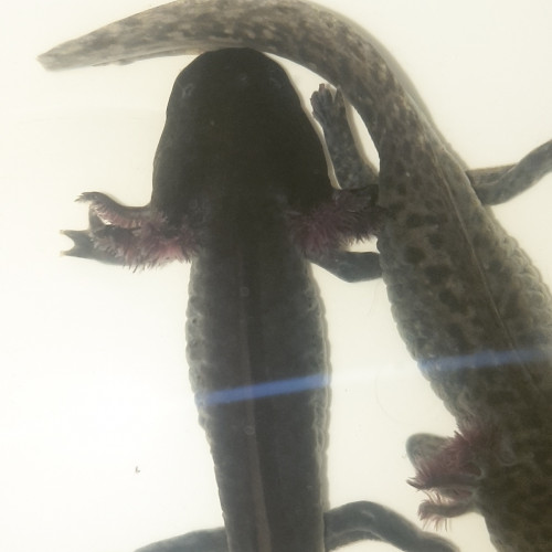 Axolotls 15 à 20 cm