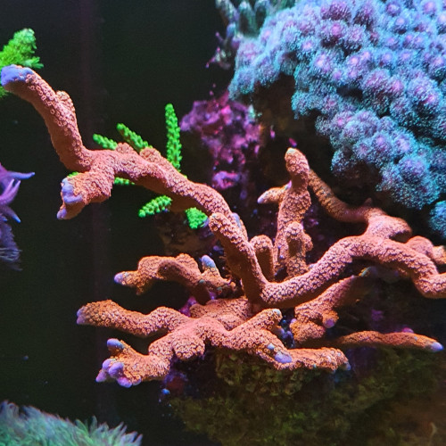 Montipora