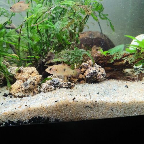 Hemichromis lifalili (Cichlidé joyaux ou bijou)