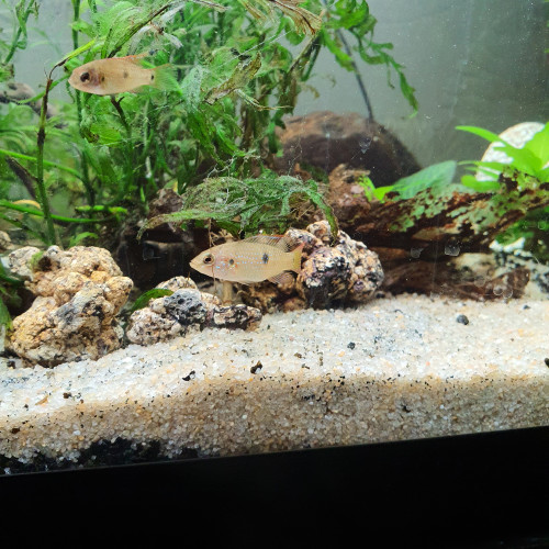 Hemichromis lifalili (Cichlidé joyaux ou bijou)