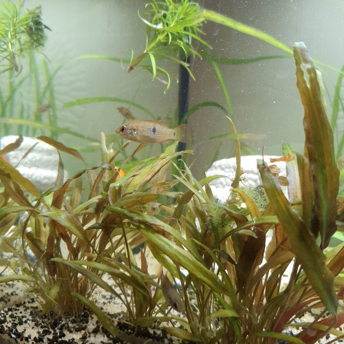 Hemichromis lifalili (Cichlidé joyaux ou bijou)
