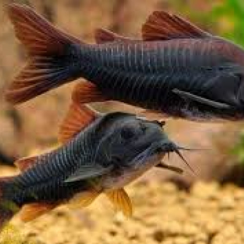 Corydoras black  Vénezuela