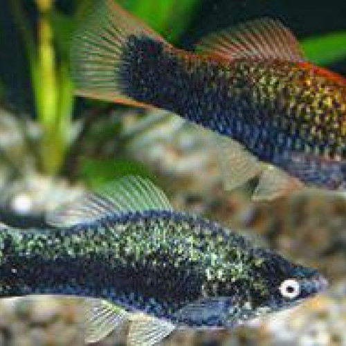 Poisson xipho black XL