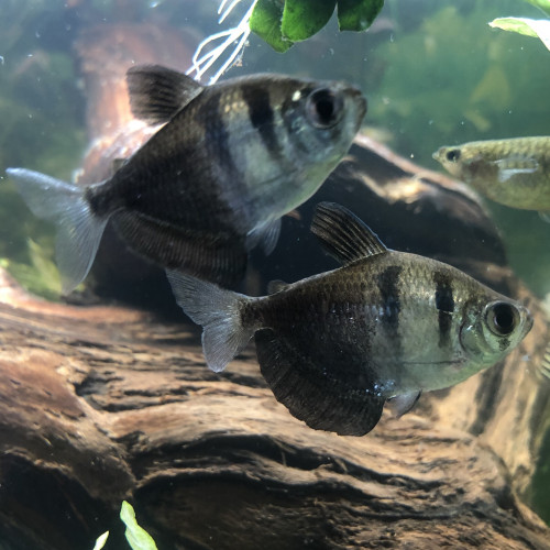 2 Tetras (veuves noires)