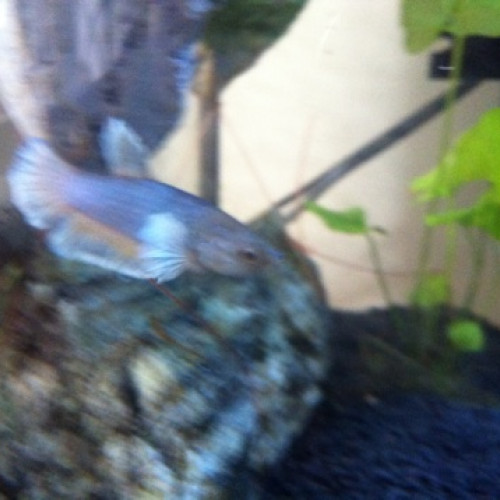 Vente de betta crowntail femelles