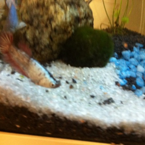 Vente de betta crowntail femelles