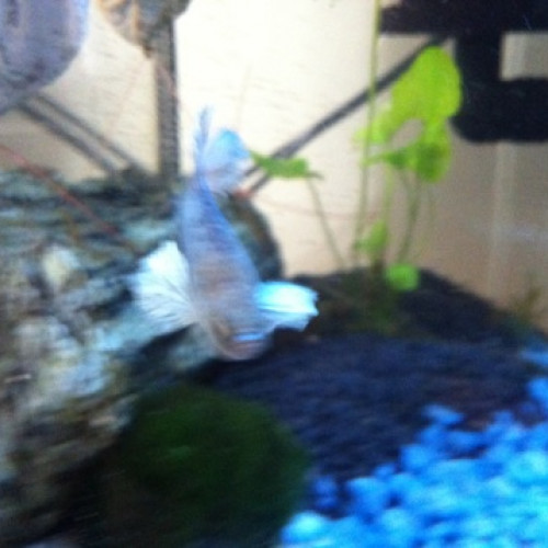 Vente de betta crowntail femelles