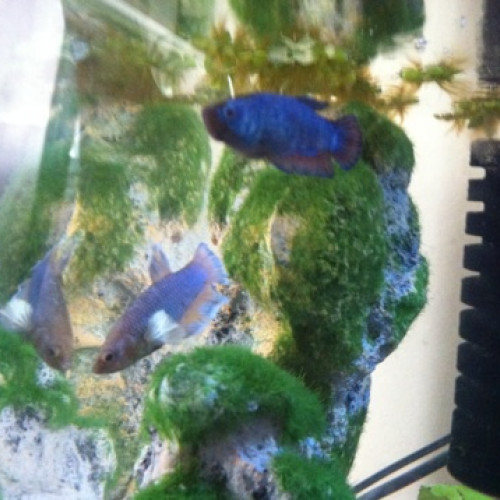 Vente de betta crowntail femelles