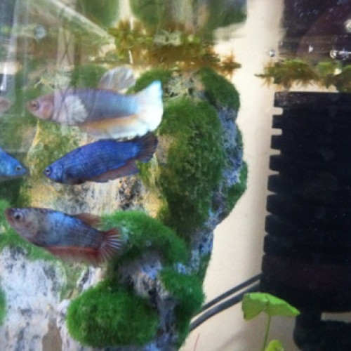 Vente de betta crowntail femelles