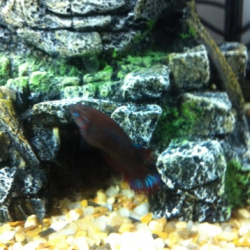 Vente de betta femelles crowntail