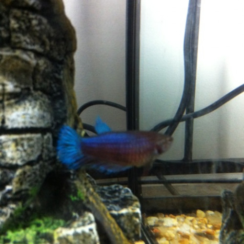 Vente de betta femelles crowntail