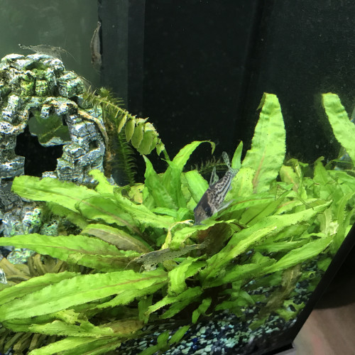 Donne poisson pour cause de déménagement