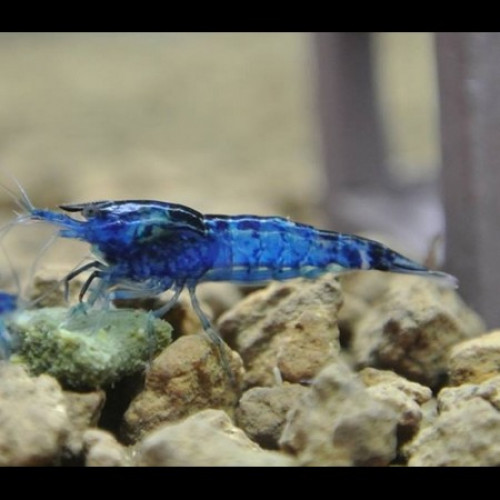 Neocaridina heteropoda Blue Velvet / Blue Dream