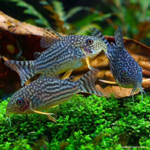 Corydoras sterbais