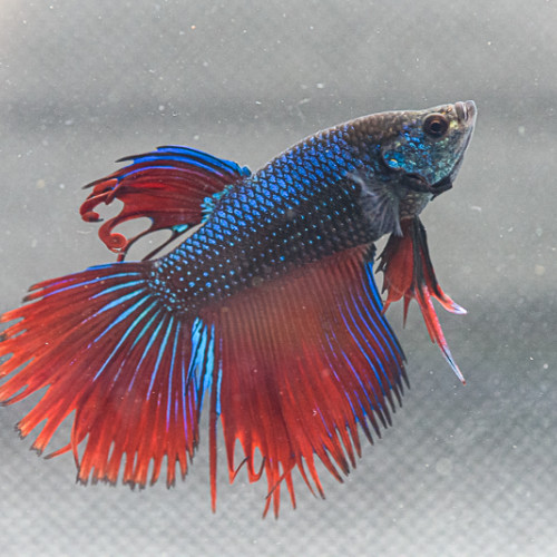 Jeune Betta crowntail (6)