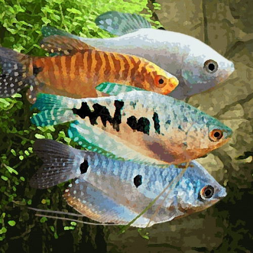 Gourami (environ 6 cm)