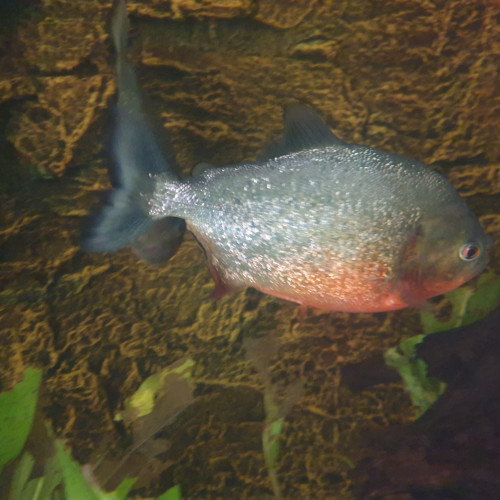 Piranhas