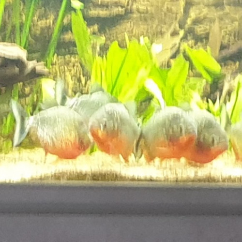 Piranhas