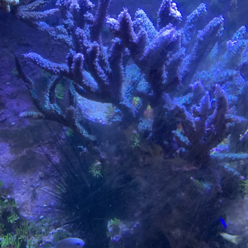 Vends coraux