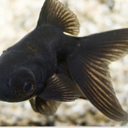 Donne télescope noir