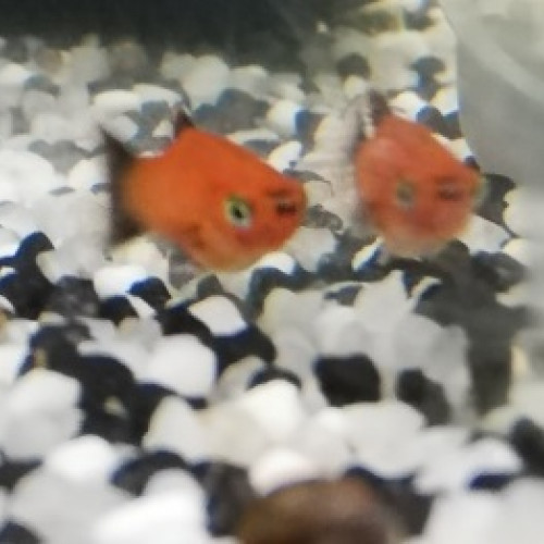 Donne 4 Bébés Platy orange nageoires noires