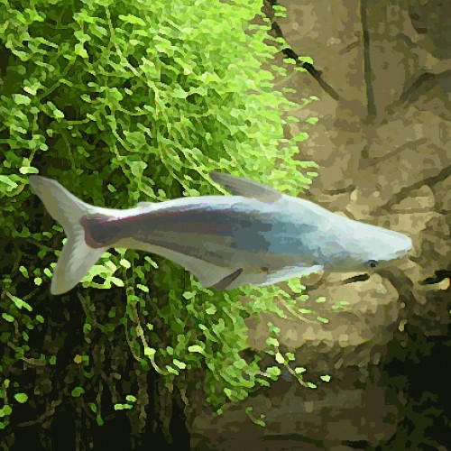 Pangasius albinos (environ 10 cm)