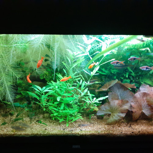 Aquarium 180l Juwel avec poissons et plantes