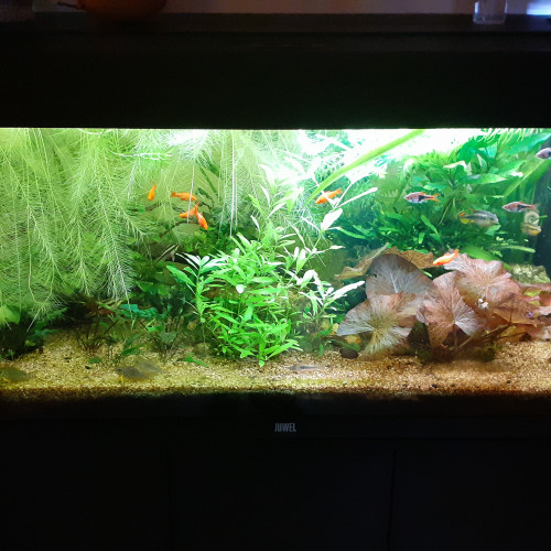 Aquarium 180l Juwel avec poissons et plantes