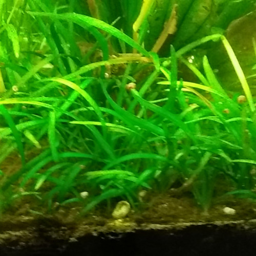 PLANTES AQUARIUM SAGITTARIA SUBULATA