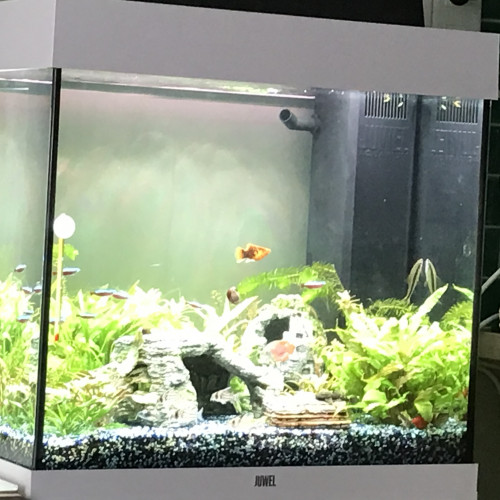 Aquarium 120L