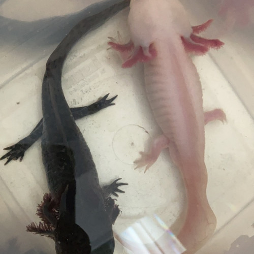Bébés axolotls leuciques et sauvages